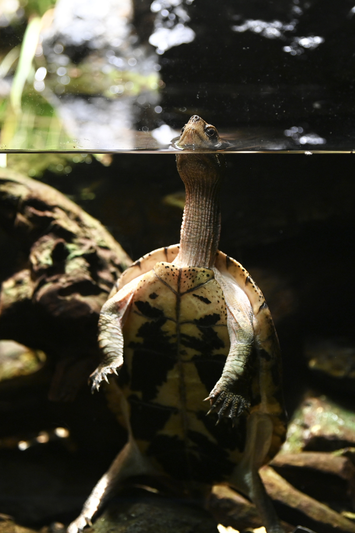 香港海洋公园将举行保育日活动守护野生淡水龟-澳洲网